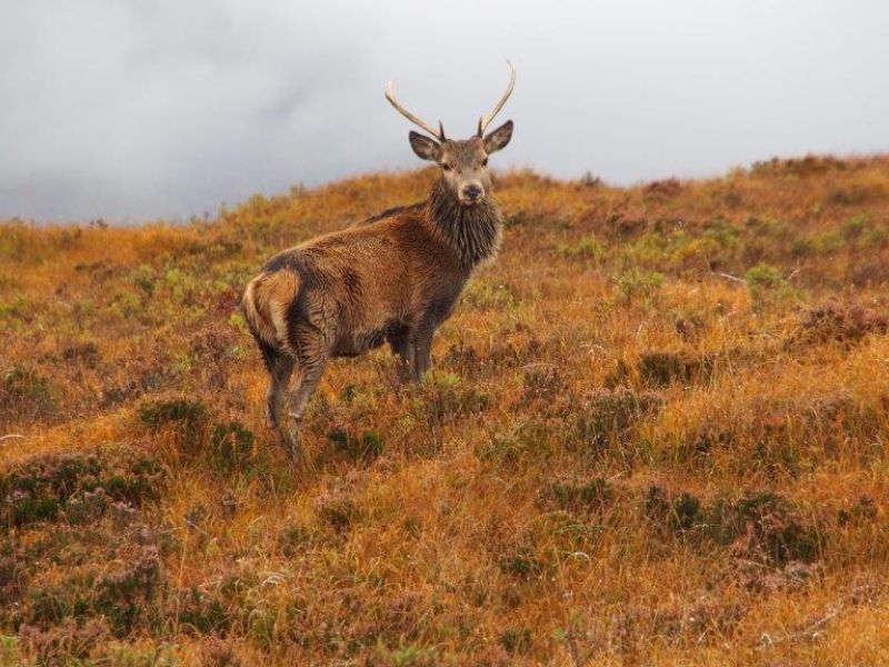 Highland Advent